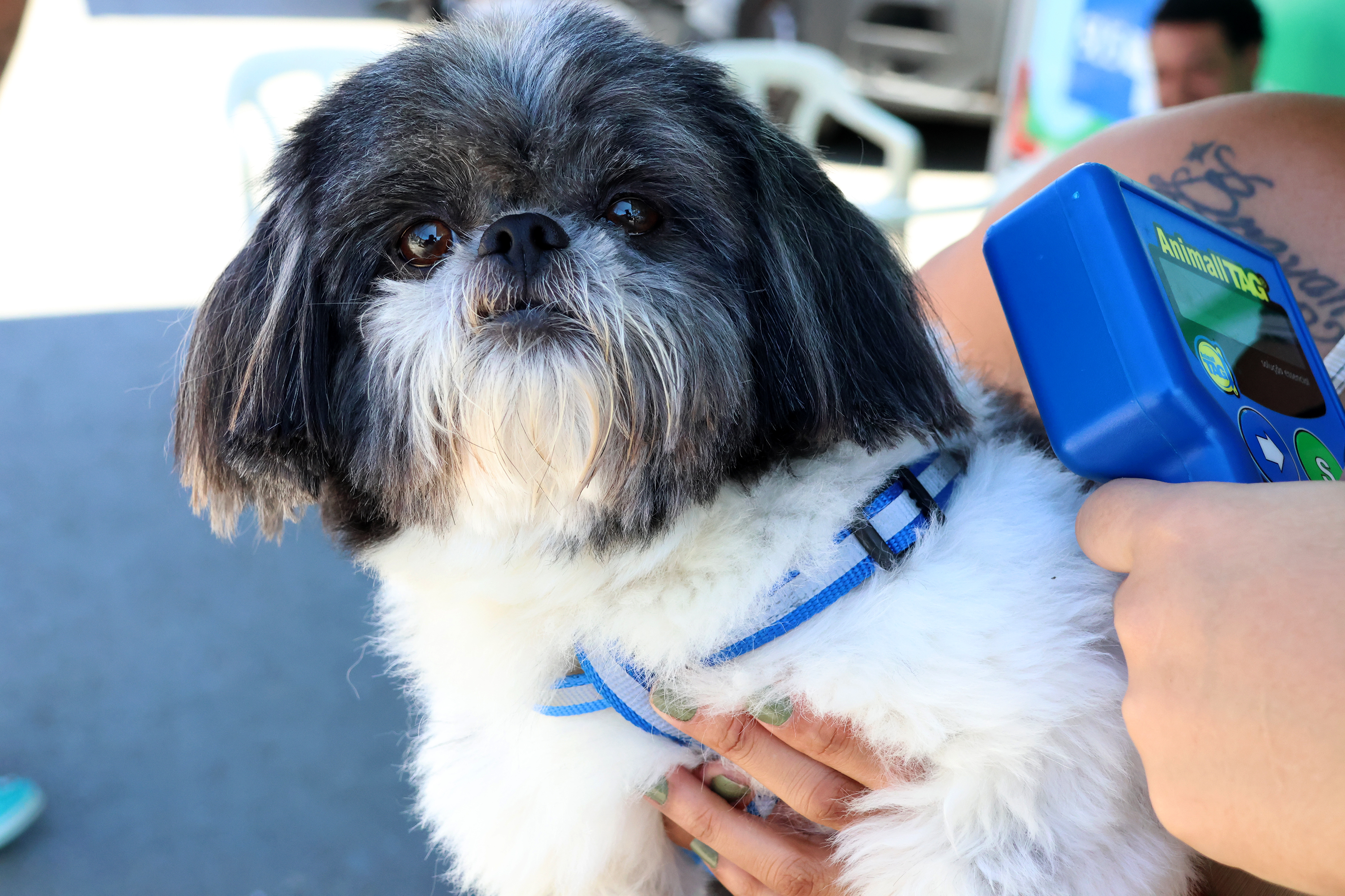 Fotos AMAURI PINILHA (Prefeitura de Praia Grande)